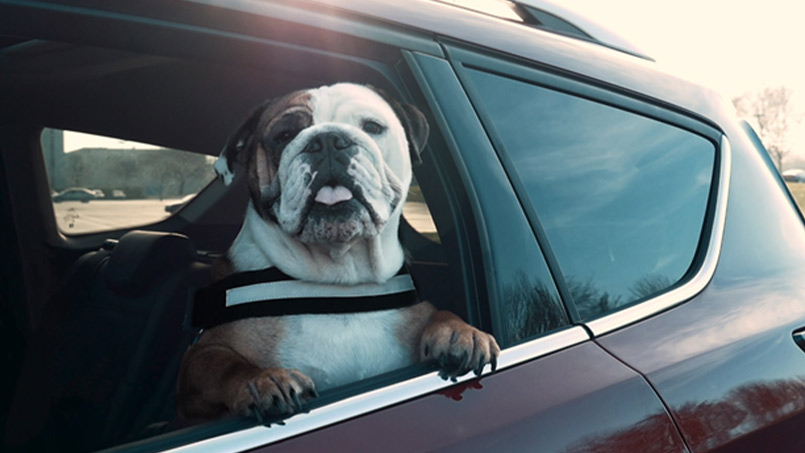 Ford The Leader in Pet Automotive Safety Post
